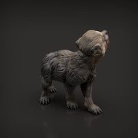 Anml-w10 Wolf pup