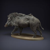 Anml-220809 Indian Wild Boar