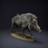 Anml-220809 Indian Wild Boar