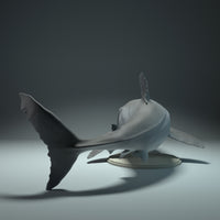 Anml-220903 Great_White_Shark