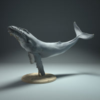 Anml-220905 Humpback_Whale