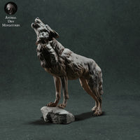 Anml-221107 Iberian Wolf Howl