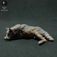 Anml-221108 Iberian Wolf Sleeping