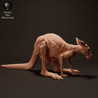 Anml-230411 Red Kangaroo Female Jill 1