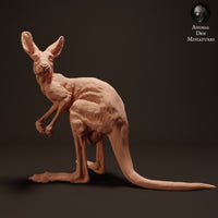 Anml-230413 Red Kangaroo Joey