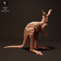 Anml-230413 Red Kangaroo Joey