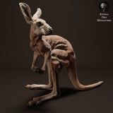 Anml-230413 Red Kangaroo Joey