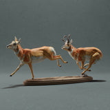 Anml-221015 Pronghorn Chase