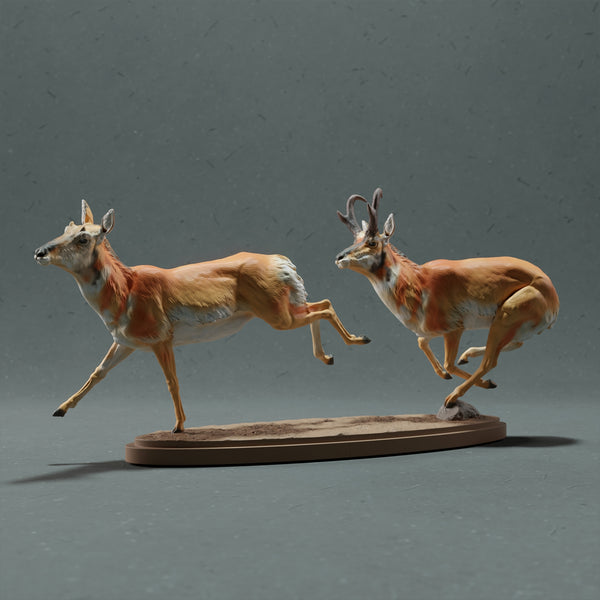 Anml-221015 Pronghorn Chase