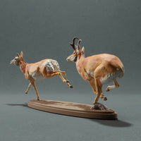 Anml-221015 Pronghorn Chase