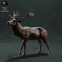 Anml-221111 Red Deer Stag