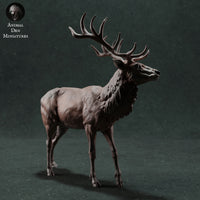 Anml-221111 Red Deer Stag