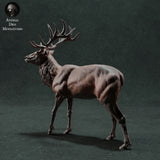 Anml-221111 Red Deer Stag