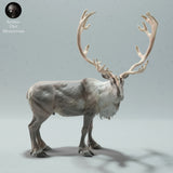Anml-221207 Reindeer Bull