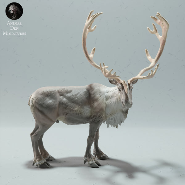 Anml-221207 Reindeer Bull
