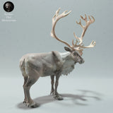 Anml-221207 Reindeer Bull