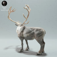 Anml-221207 Reindeer Bull