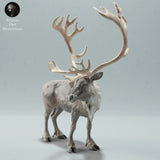 Anml-221207 Reindeer Bull