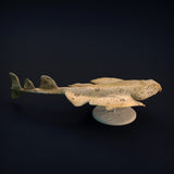 Anml-w11 angel shark