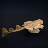 Anml-w11 angel shark