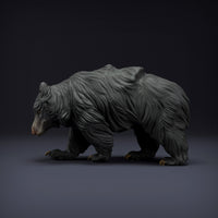 Anml-220811 Sloth Bear