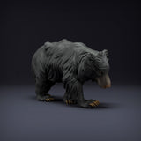 Anml-220811 Sloth Bear