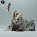 Anml-221217 Snow Leopard Rock