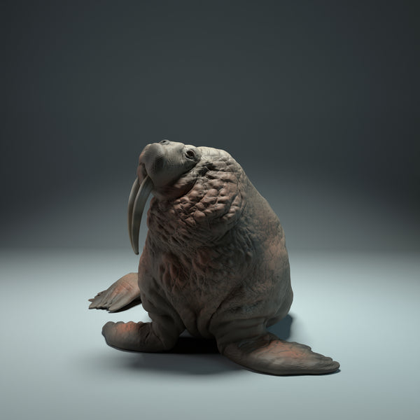 Anml-220912 Walrus